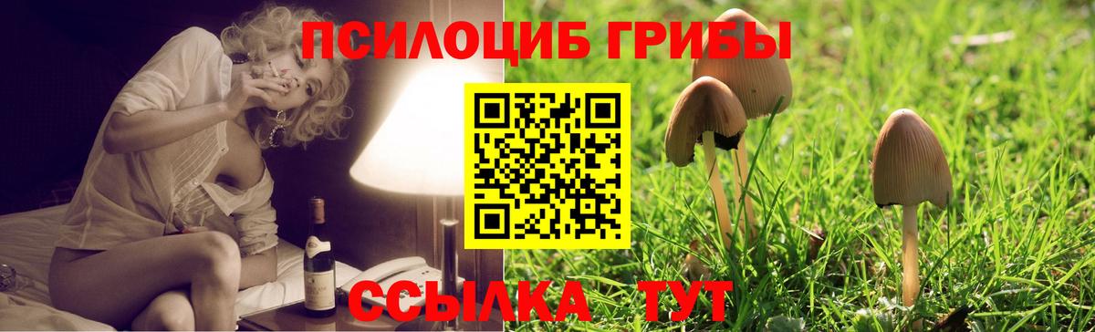 Прохладный  Псилоцибиновые грибы прущие грибы  Вход с VPN 
